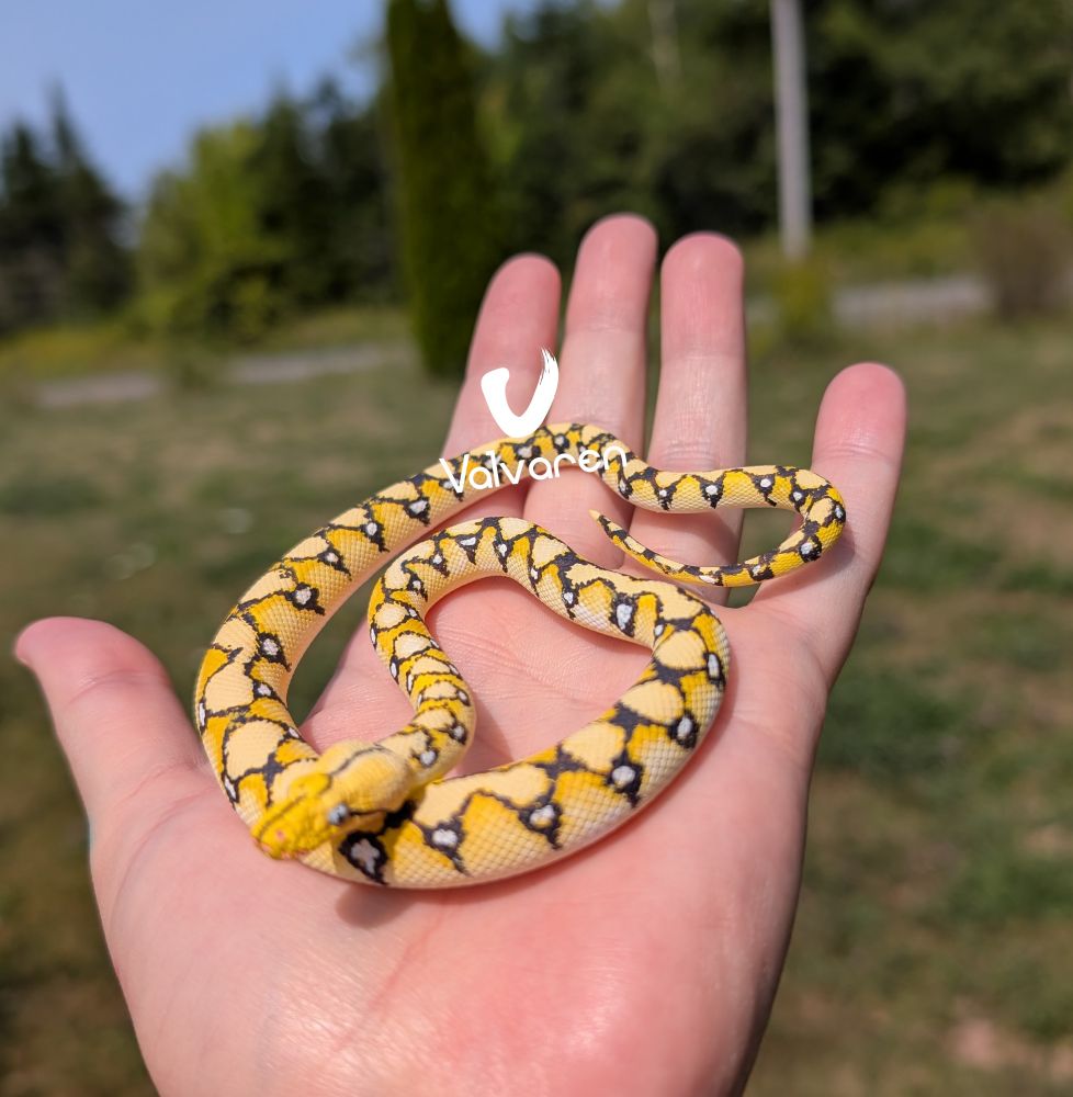 Reticulated python figurine.