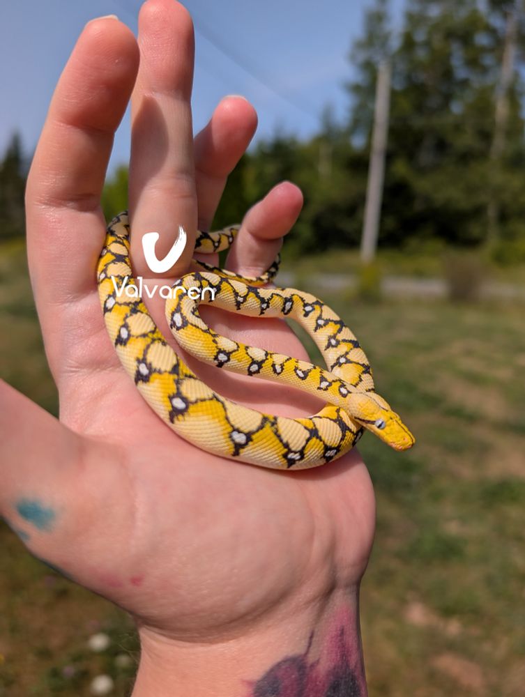 Reticulated python figurine.