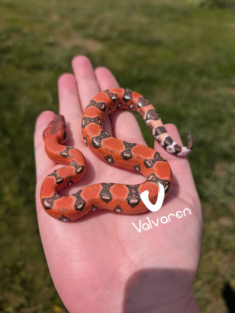 Blood boa constrictor figurine. 