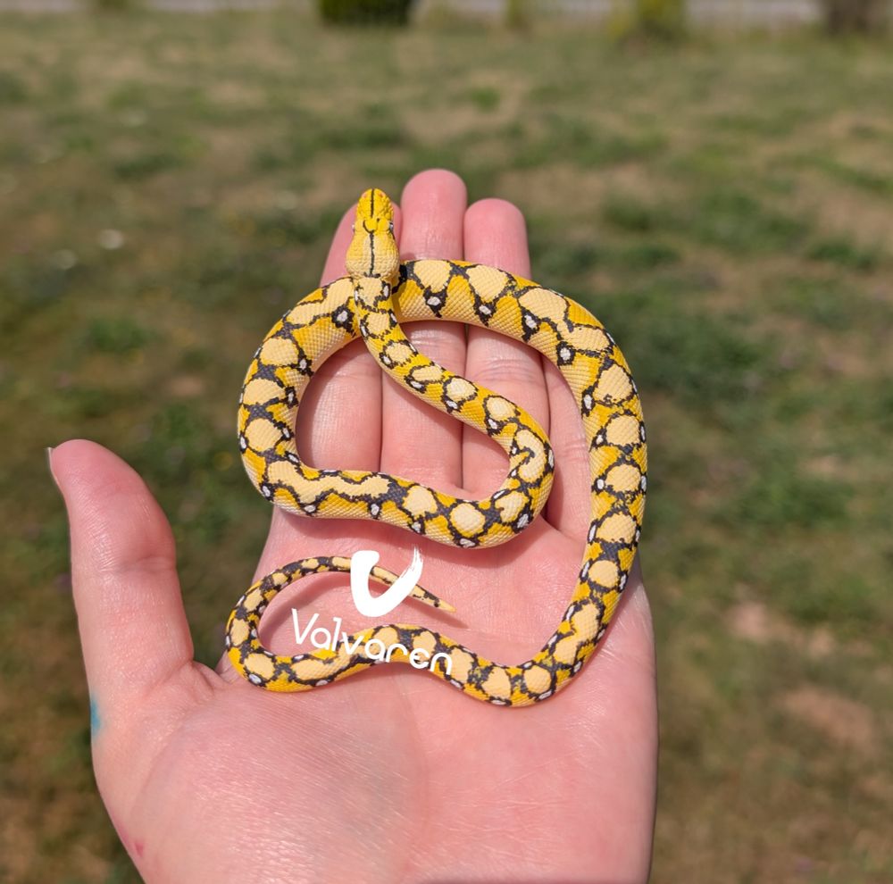 Reticulated python figurine.