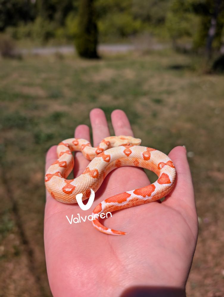 Albino boa constrictor figurine