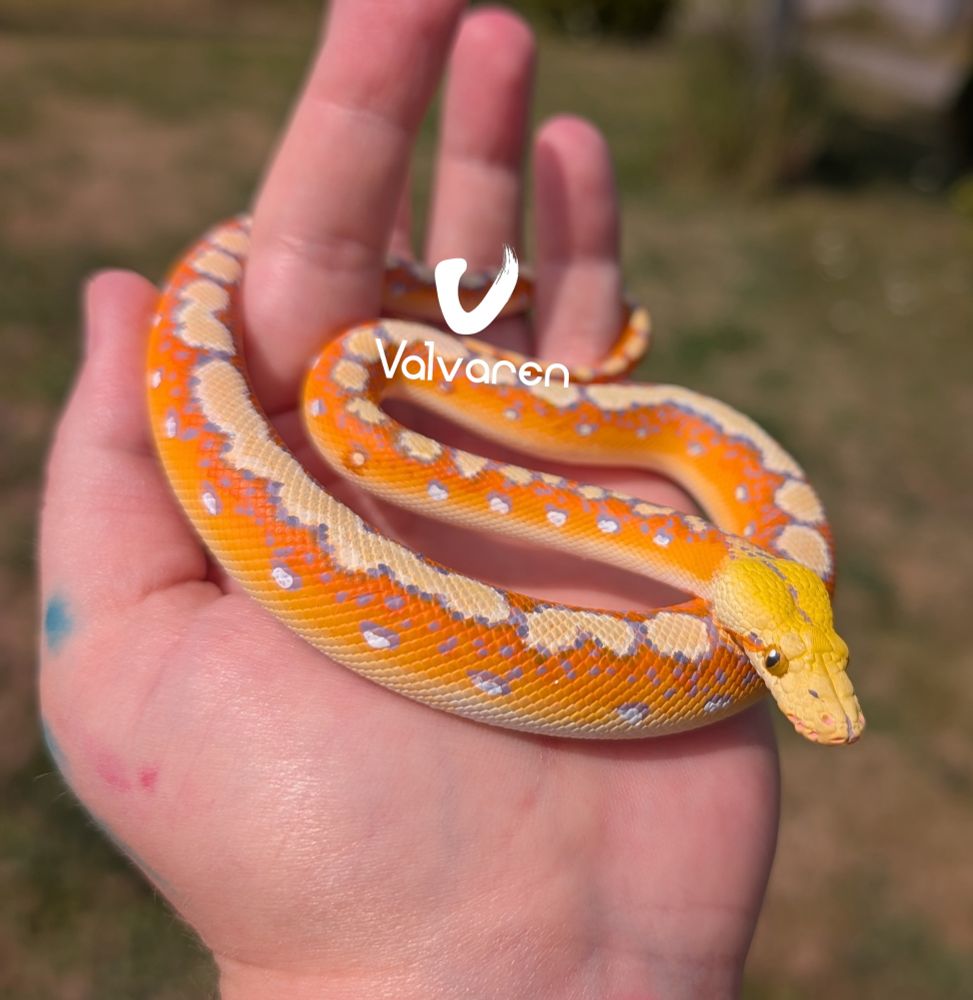 Reticulated Python figurine. Orange with purple and tan markings. 
