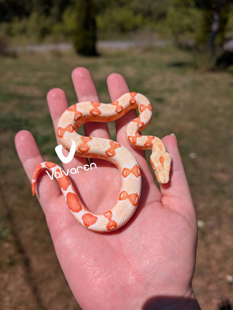 Albino boa constrictor figurine