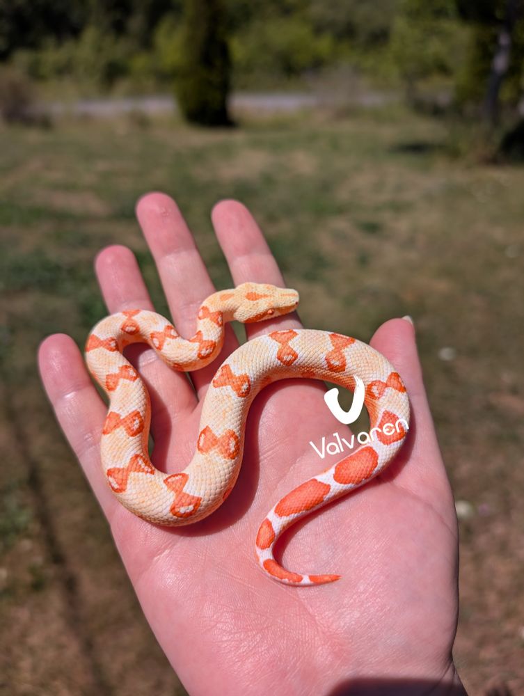 Albino boa constrictor figurine