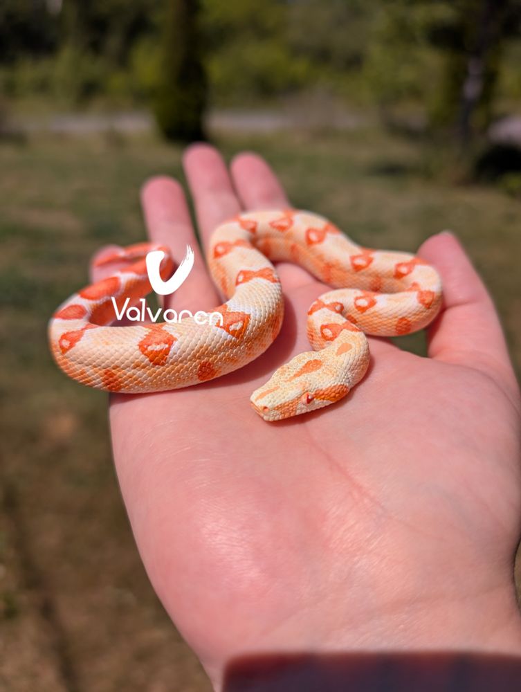 Albino boa constrictor figurine