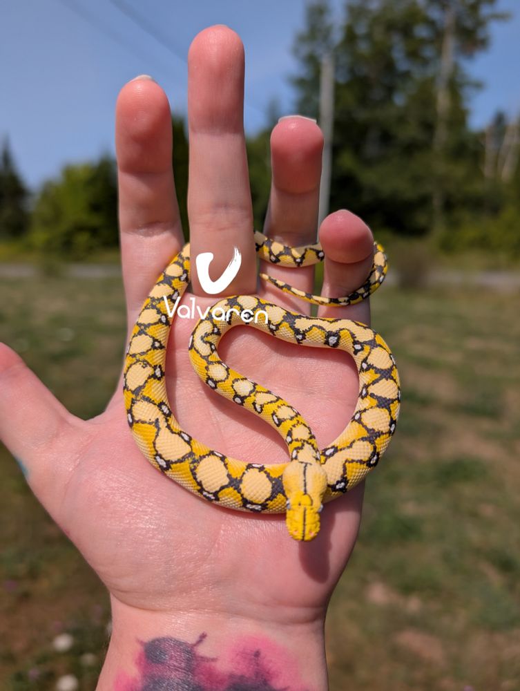 Reticulated python figurine.