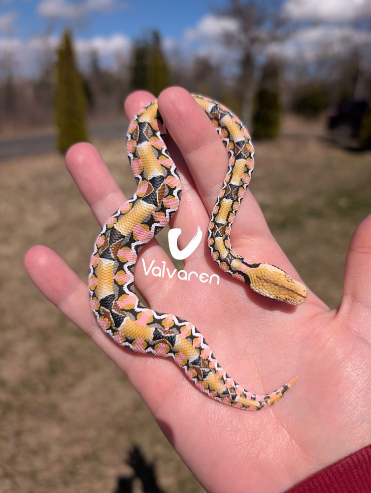 Ball python painted like a gaboon figurine. 