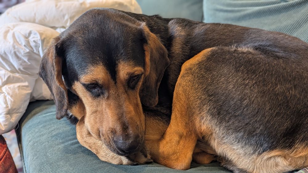 A black and brown bloodhound mix dog curled up with his head on his paws on a green sofa. 
