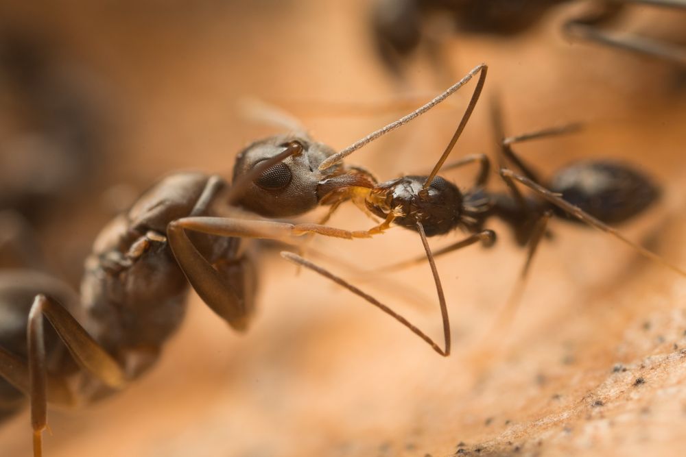 A Paratrechina queen and worker engaging in trophallaxis. Photo by François Brassard