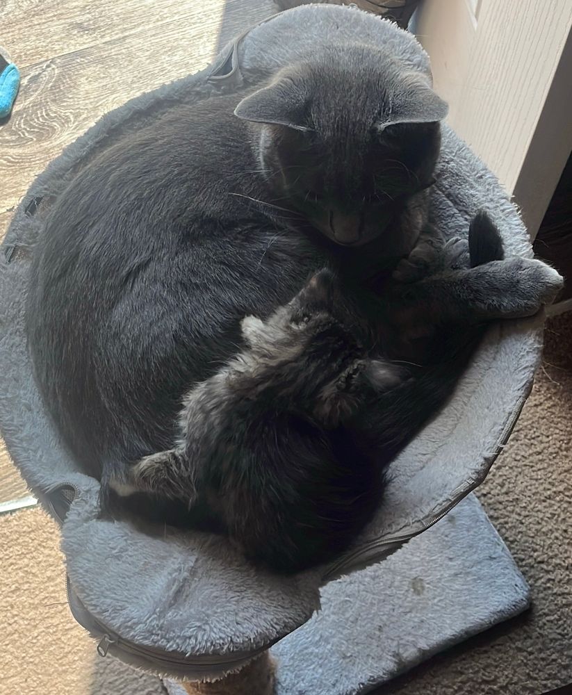 A grey cat with a black and grey striped kitten on a lighter grey hammock 