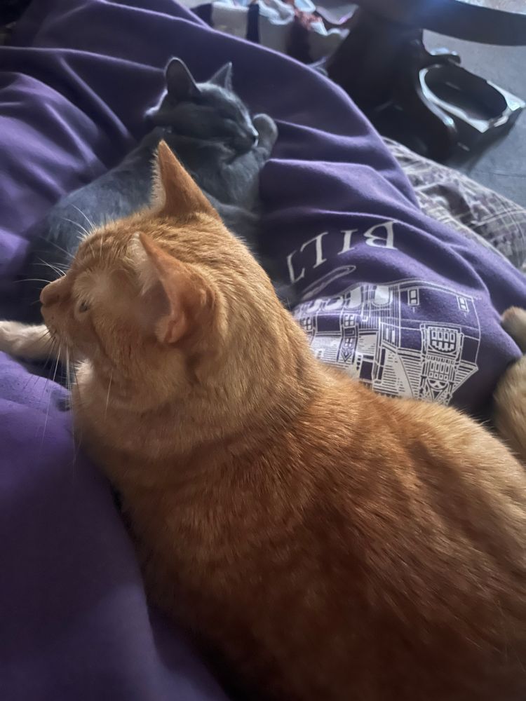 A grey cat laying in between legs in a purple blanket with an orange cat laying on the right hip with paws stretched out onto the grey cat
