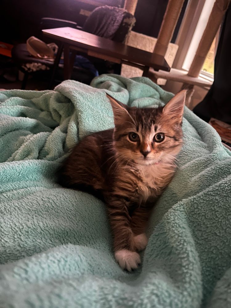 A kitten with grey eyes and black, white, and orange markings laying on a light blue blanket