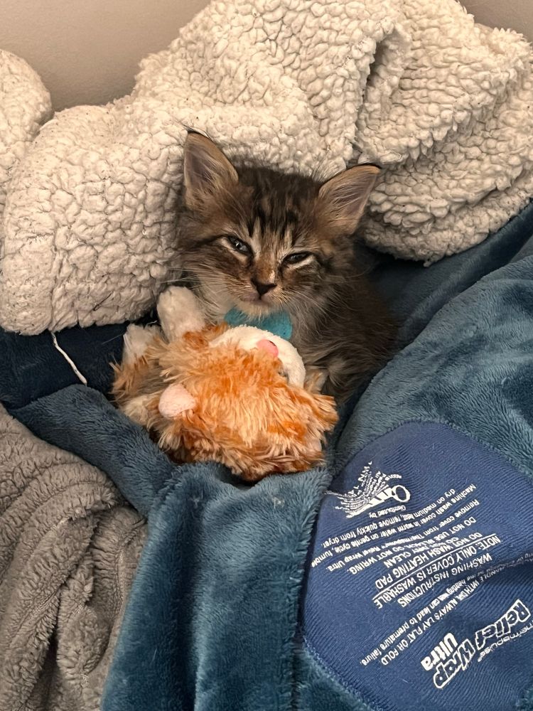 Black, grey, white, orange stripped kitten on a blue heating pad with a white and orange stuffed kitten. 