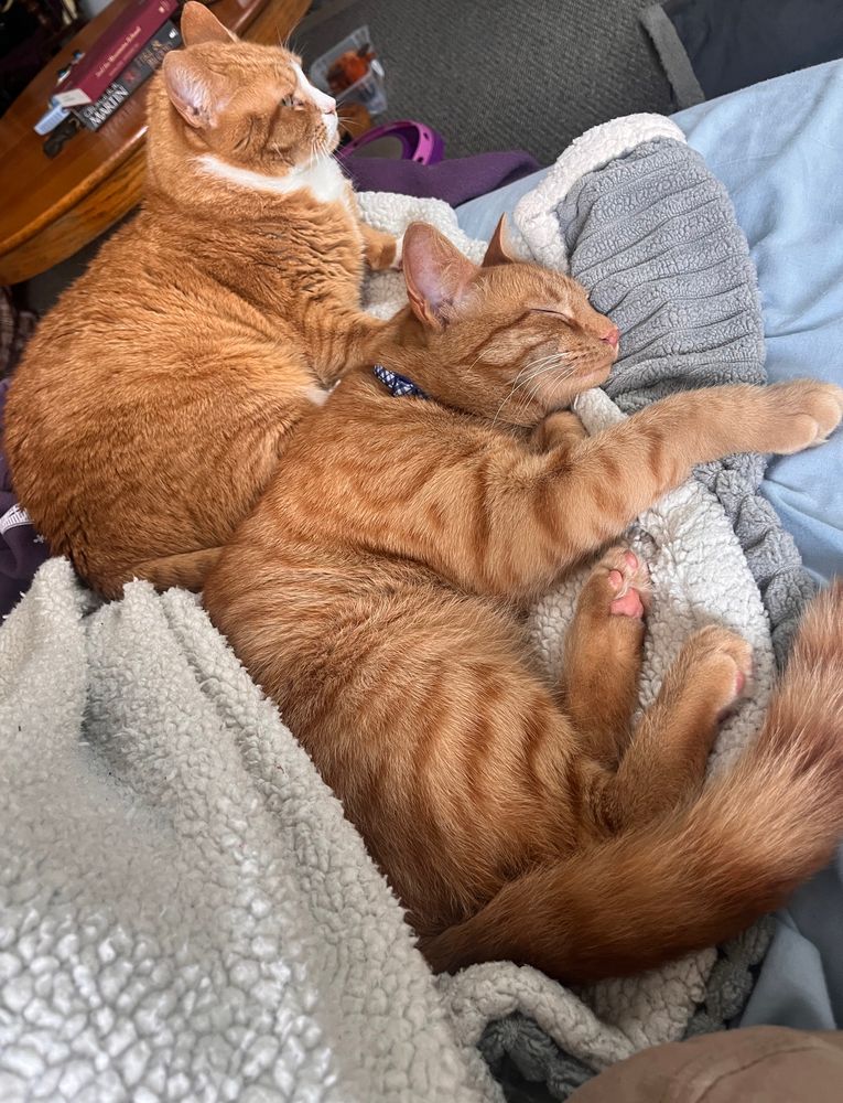 One oranger and white cat, named Snap, and one Orange cat, named Rusty cuddling on a white and grey blanket together. 
