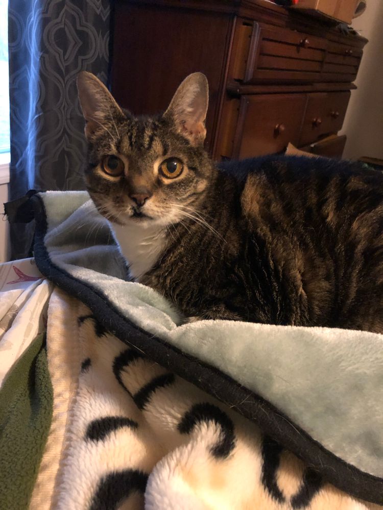 Tortie cat with a cleft lip sitting on a soft pale colored blanket. 