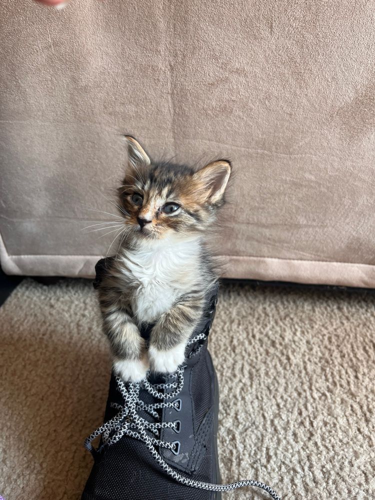 A kitten with a white tummy and paws that has grey stripes with splashes of orange around the face, sitting in a black boot. 