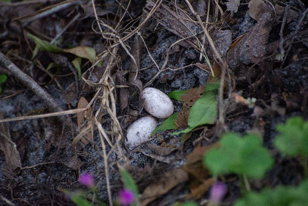Two reptile eggs in the dirt