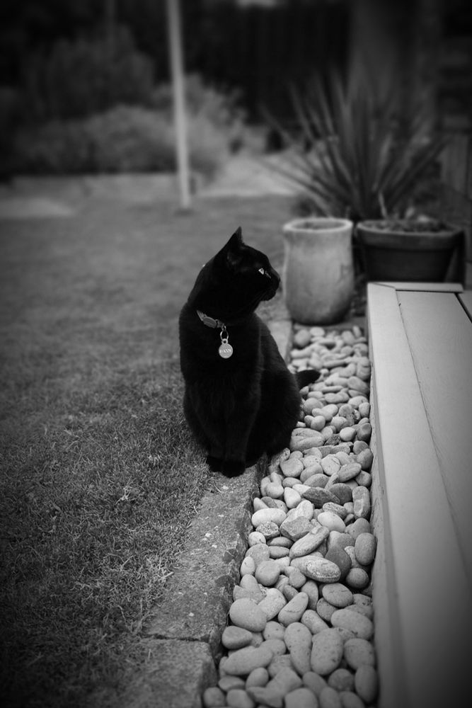 A black and white picture of a black cat sitting in her garden.