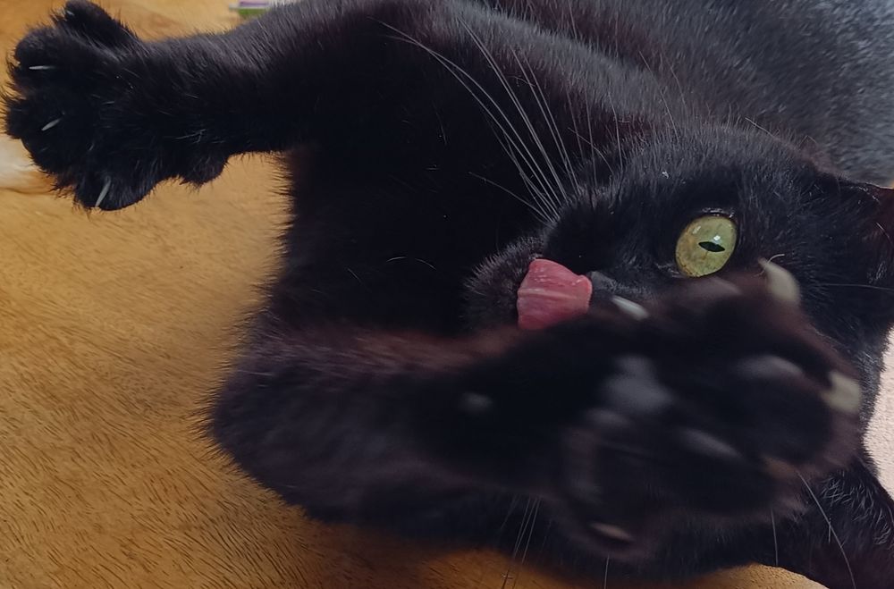 A close up picture of a black cat lying on her side on the dinner table. Her paw is reaching towards camera and her tongue is out. 