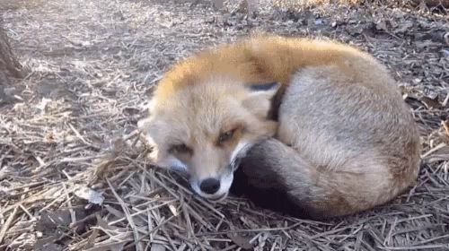 a fox is curled up in the grass and looking at the camera .