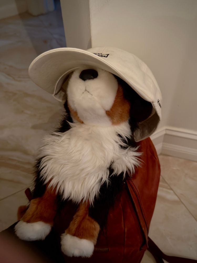 bernese mountain dog plushie sticking out an unzipped backpack pocket, wearing a cap sized for a larger bernese mountain dog