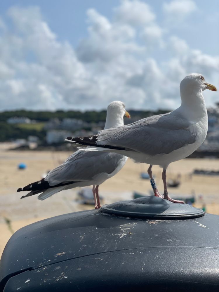 Zwei Möwen auf einer Papiertonne blicken in Richtung des Strandes (im Hintergrund)