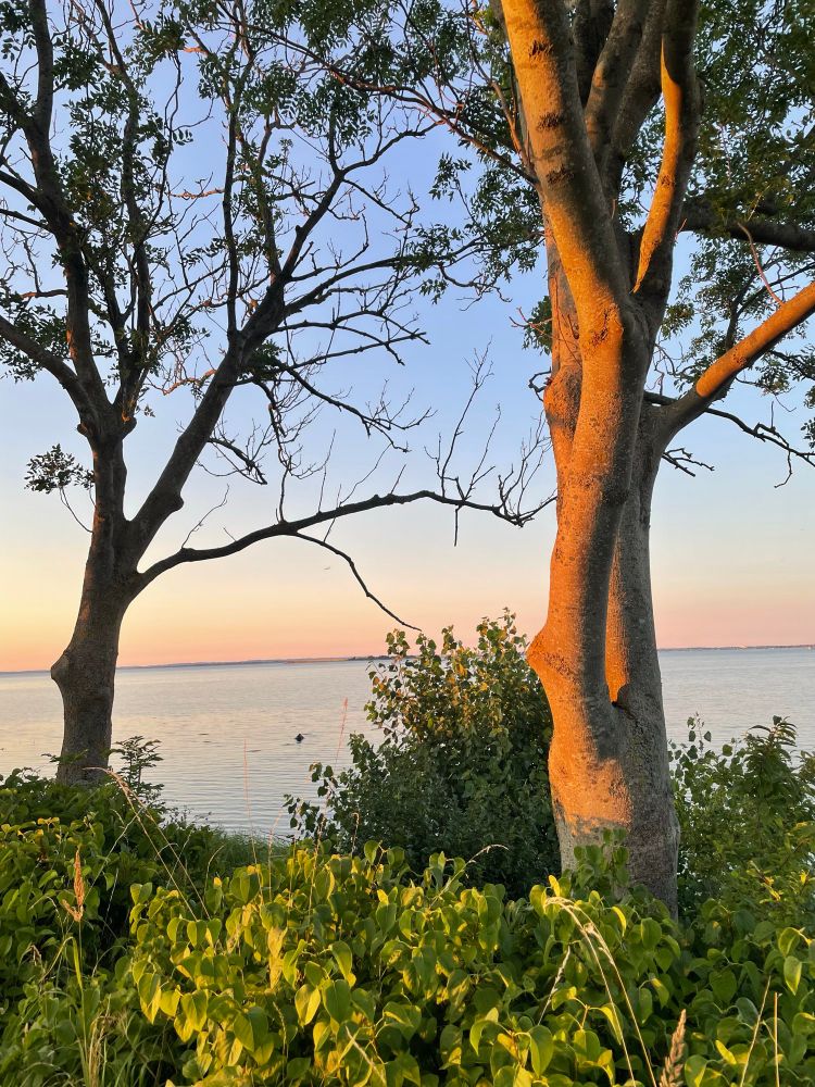 Zwei Bäume, im Hintergrund das Meer, am Horizont die gelb-rötlichen Farben des Sonnenuntergangs, der rechte Baum erstrahlt in rötlichem Licht. 