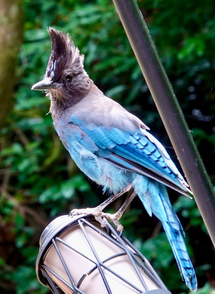 Steller’s Jay.  A large bird with black head and blue body, perched on a piece of deck furniture. 