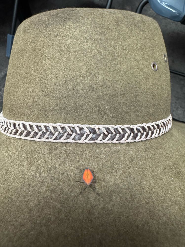 A red insect on the brim of a hat