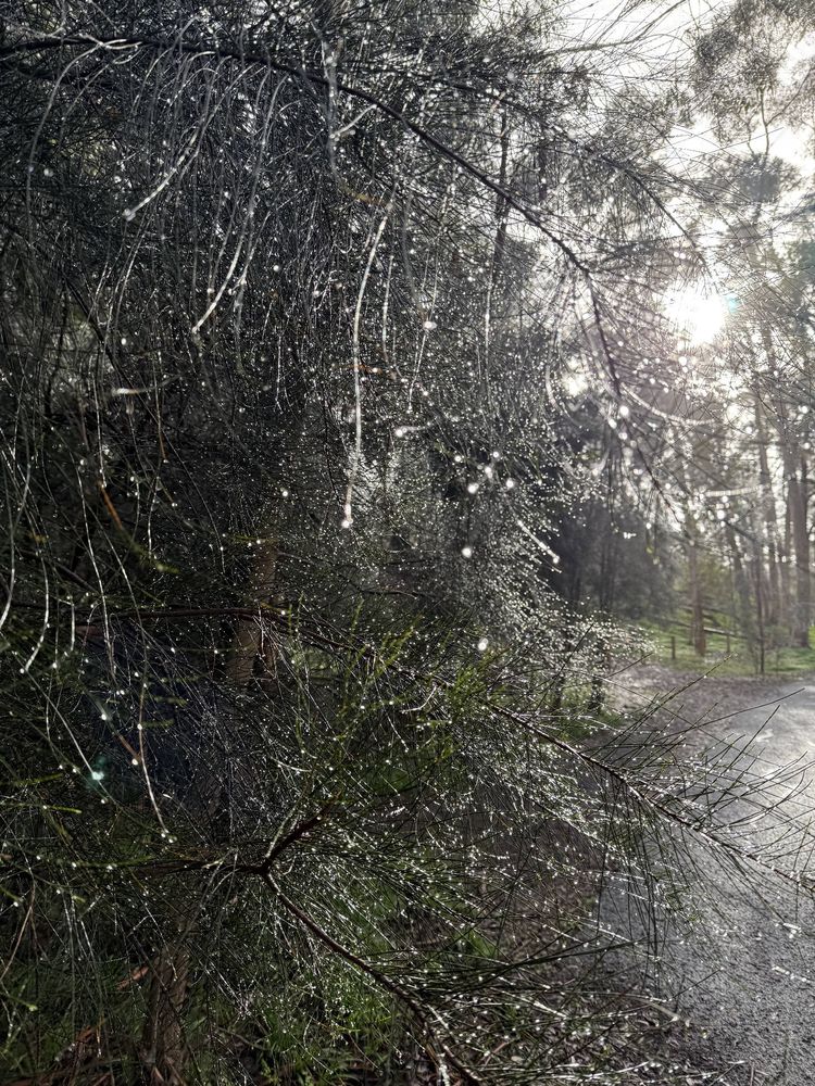 Rain drops hanging on the branches of a tree caught in the sunlight 