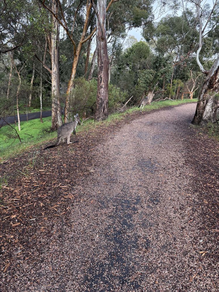 Two kangaroos crossing a dirt path with gumtrees in the background 