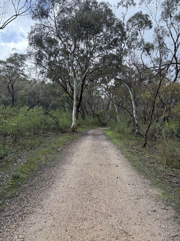 Dirt track with lots of gumtrees and scrub either side 