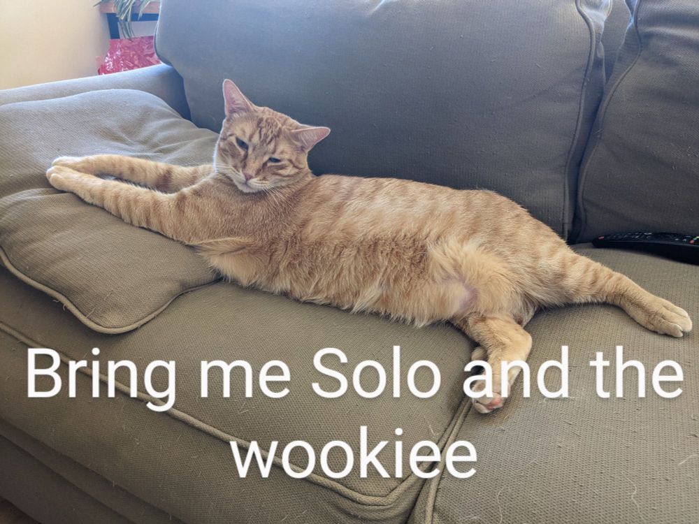 Large ginger cat, sprawled on a couch. Captioned with "Bring me Solo and the cookies"