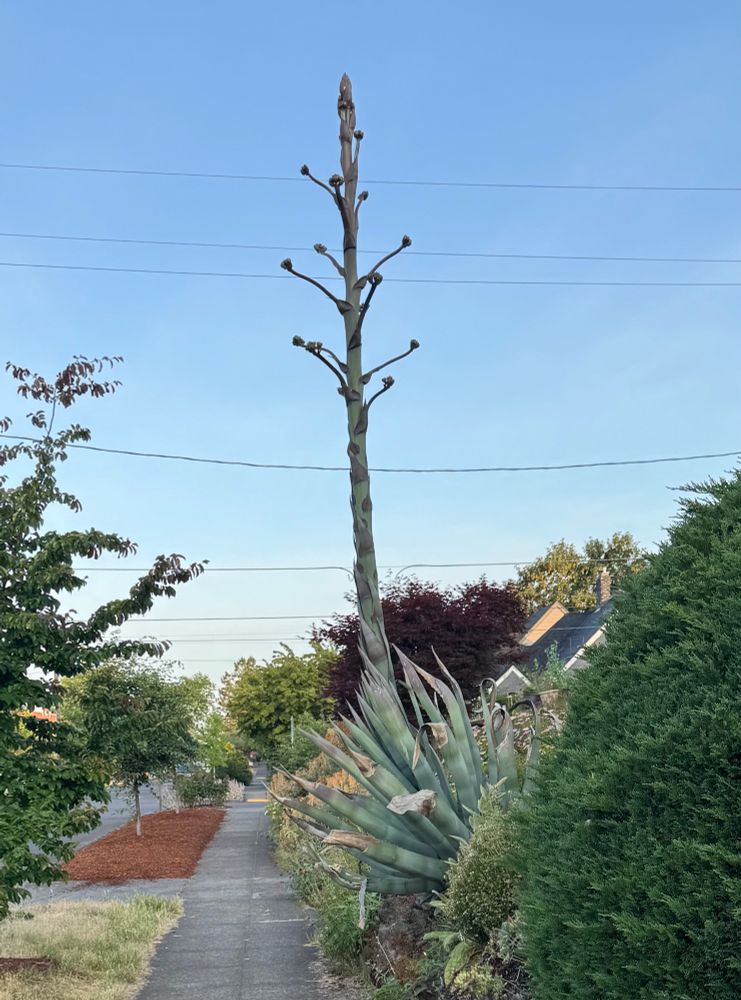 Large agave americana or century plant in a rock garden along a sidewalk that has sent out a 10-15 foot flower stalk with buds branching out from the center.