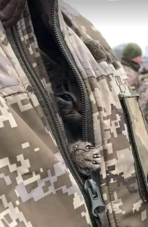 Котик під захистом ЗСУ у пазусі військового виглядає крізь напіввідкриту блискавку