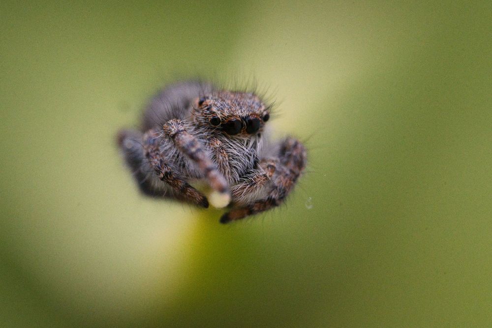 Curious looking jumping spider perched the tip of a leaf looking down at the world.