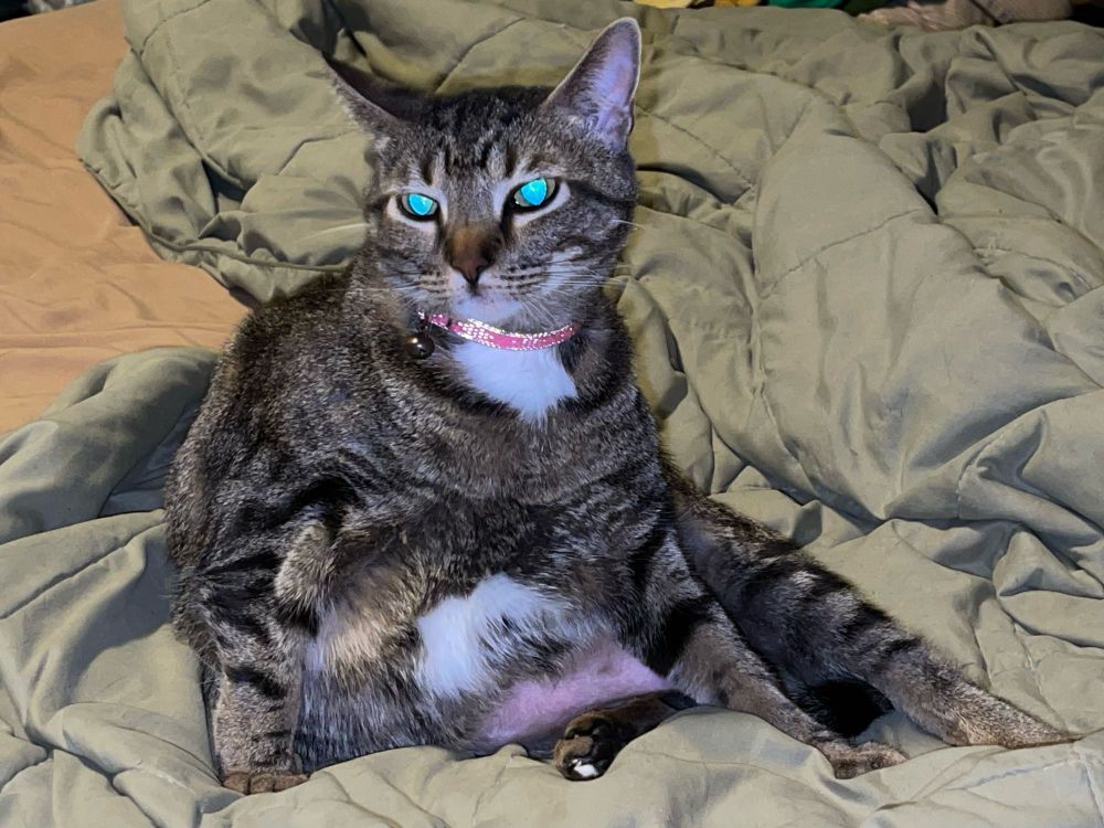 Grayson cat eyes sitting belly 
