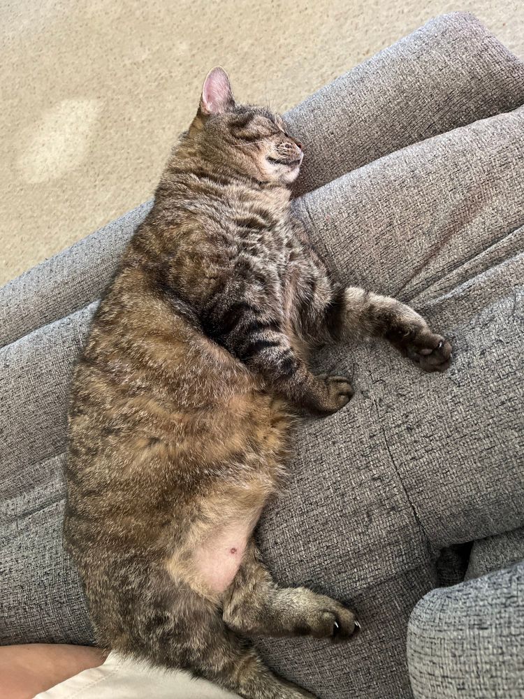 My cat Snickers sleeping happily on the footbed of a recliner. 