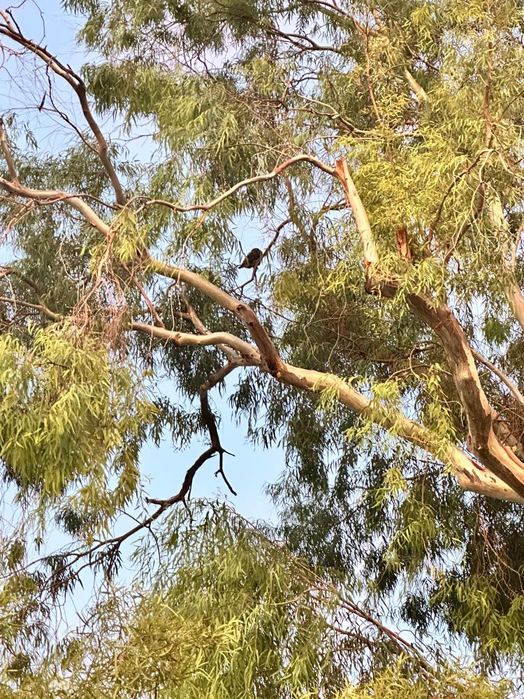 a red-tailed hawk in a eucalyptus tree