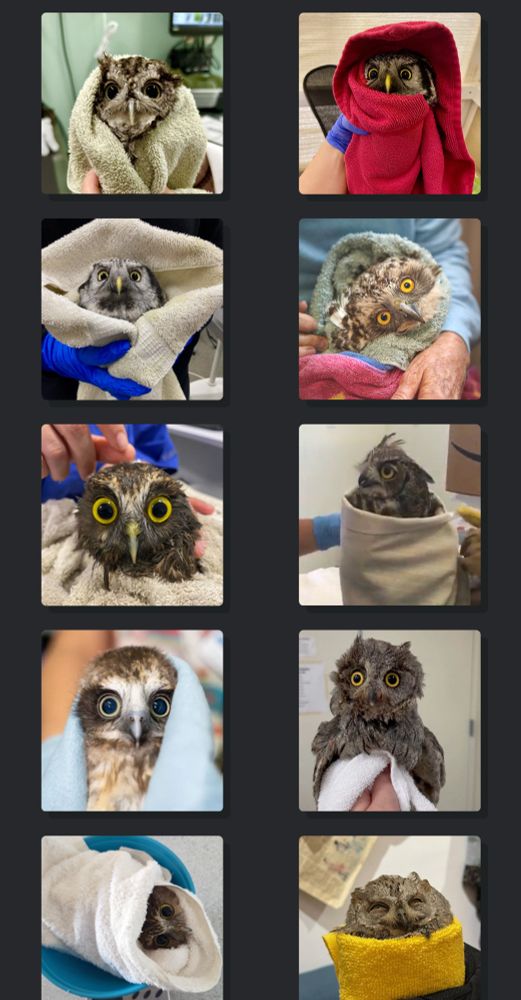 https://owlsintowels.org/