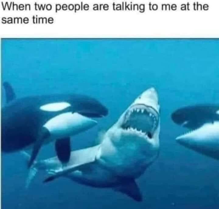 “When two people are taking to me at the same time”

A distressed-looking shark with two killer whales on each side 