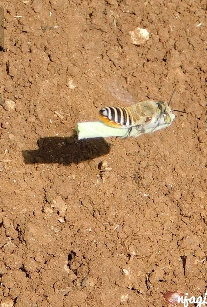 A leafcutter bee flying on a piece of stem it cut