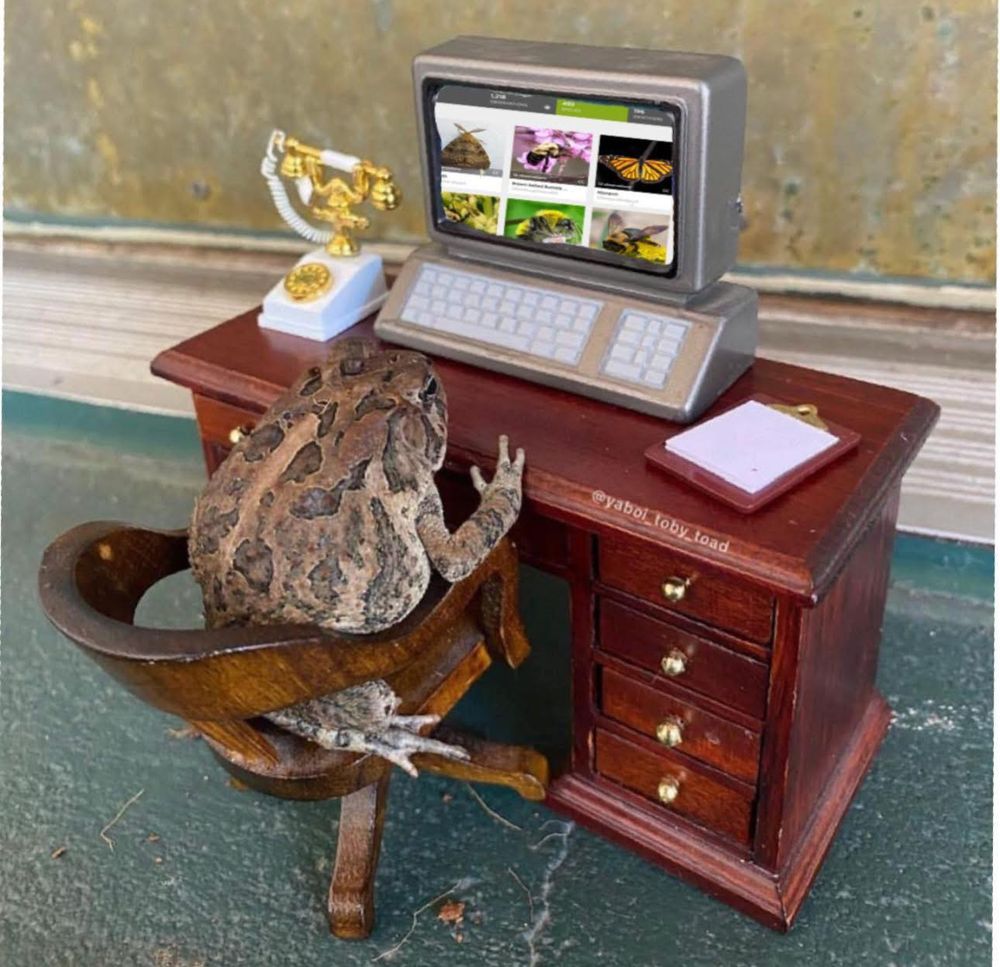 a toad at a desk with a computer (looking at insects) and old school phone