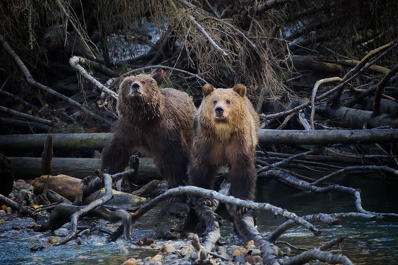 grizzly bears