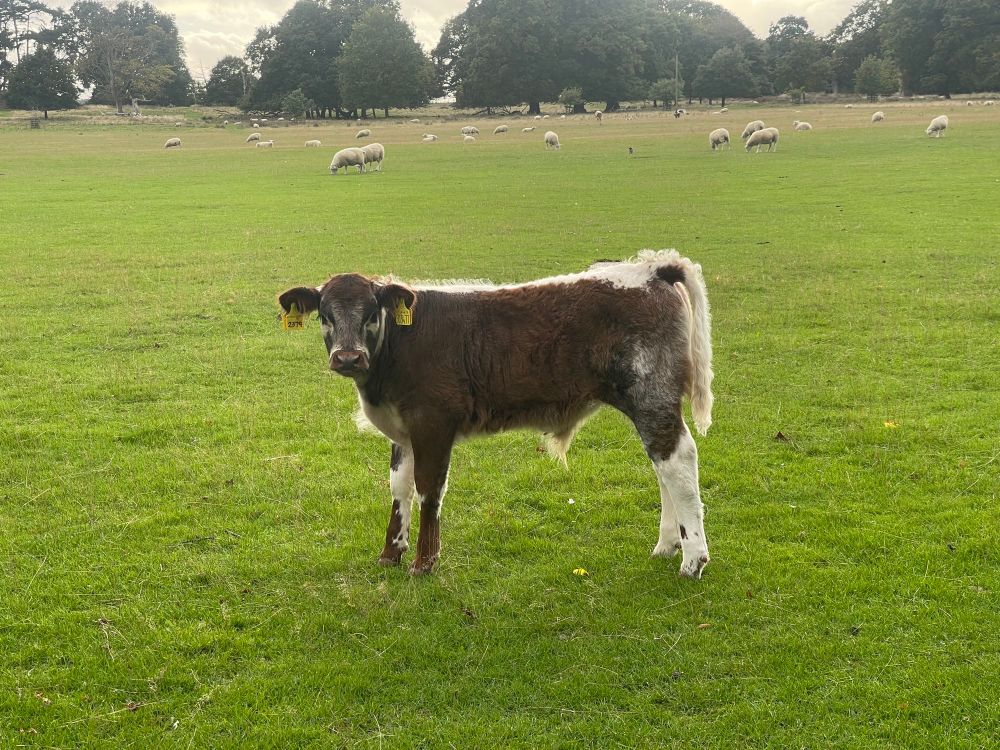 Young brown and white calf in a field with sheep in the background 
