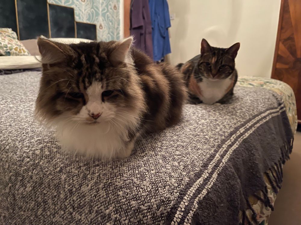In the left Monty a fluffy cat and on the right Mabel a short haired cat both on the bed waiting for me to get in