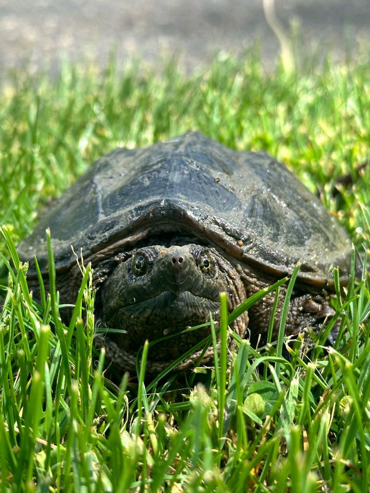 A picture of an adolescent snapping turtle
