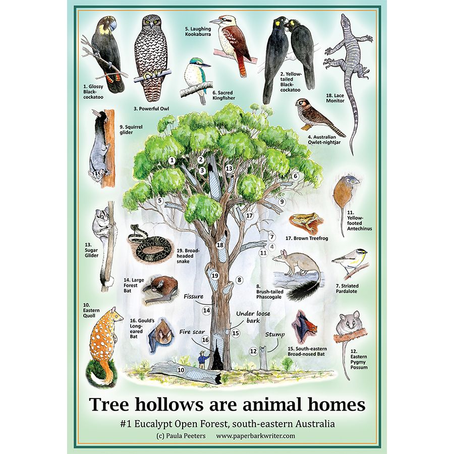 Colour drawing of a Eucalypt tree with many different hollows, surrounded by drawings of the 19 animals that use those hollows. Tree and animal species associated with the Eucalypt Open Forests of south-eastern Australia.