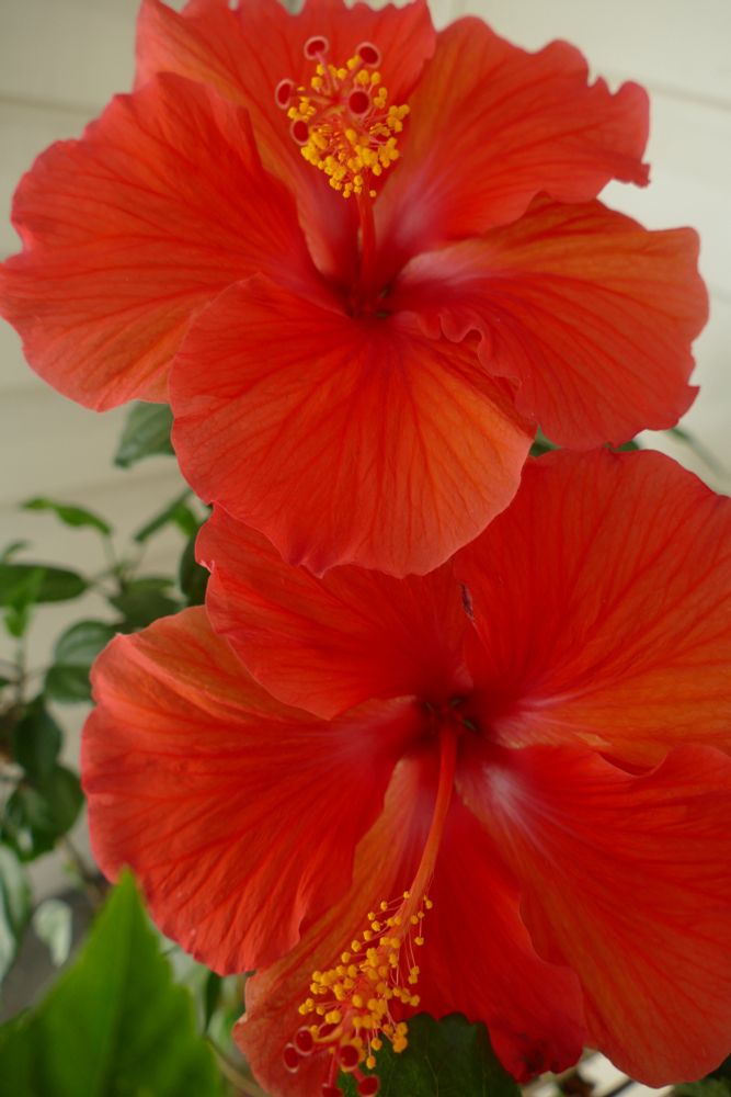 A close-up shot of 2 red-orange hibiscus blooms.