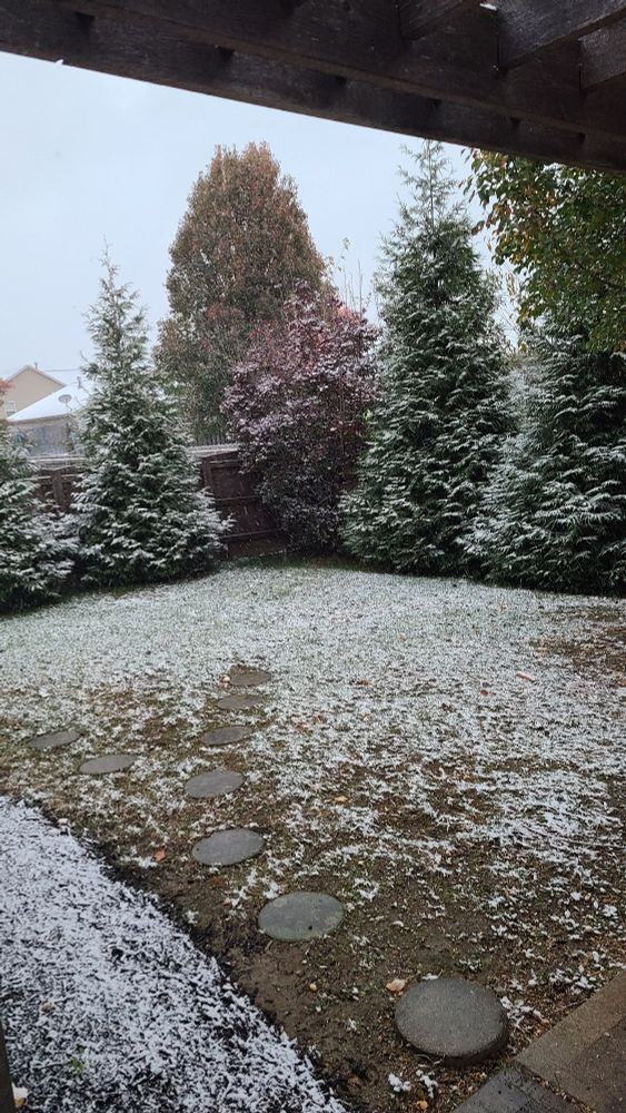 32 F and snow on the ground, and in the evergreens, and the Purple Smoke tree, and blowing around like crazy...in early November 😨